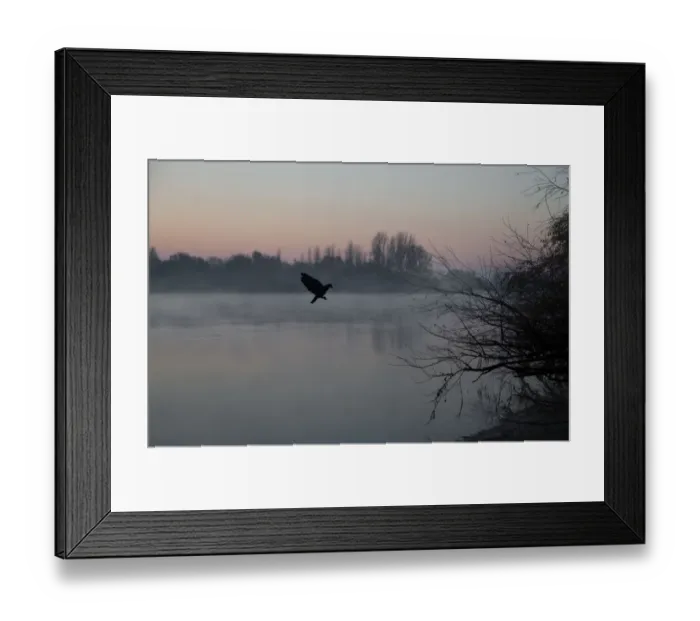 Framed Print : Flying bird in nature Framed Print : Flying bird in nature