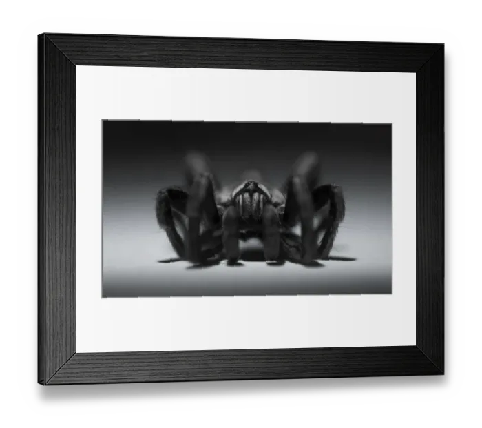 Framed Print : Arachnophobia Framed Print : Arachnophobia
