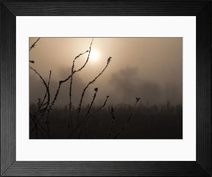 Framed Print : Floral silhouette Framed Print : Floral silhouette