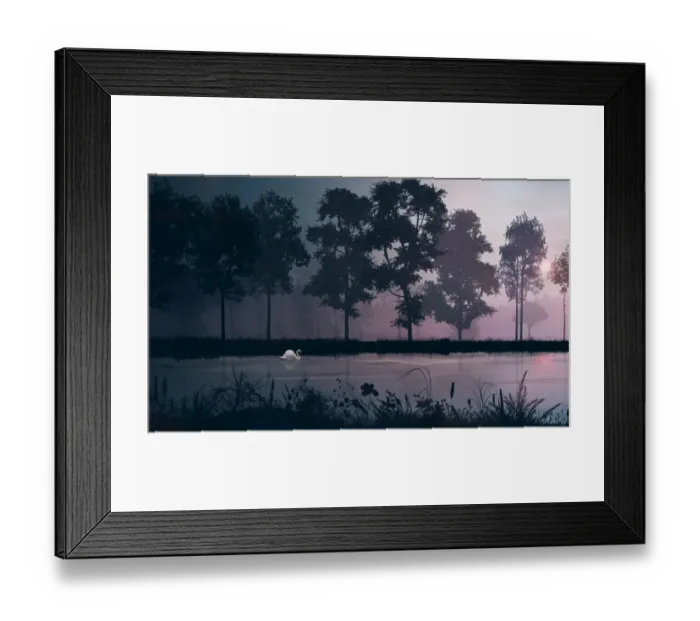 Framed Print : Tranquility white swan Framed Print : Tranquility white swan