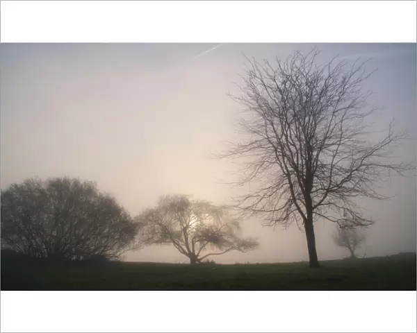 Dead trees in the fog