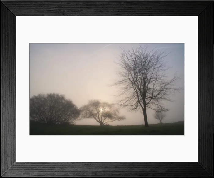Framed Print : Dead trees in the fog Framed Print : Dead trees in the fog
