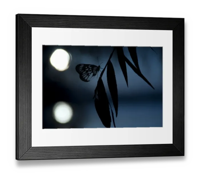 Framed Print : Butterfly on the leaf Framed Print : Butterfly on the leaf