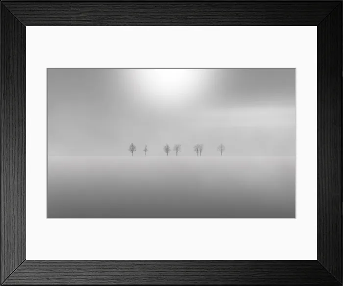 Framed Print : Dead trees in the snow Framed Print : Dead trees in the snow