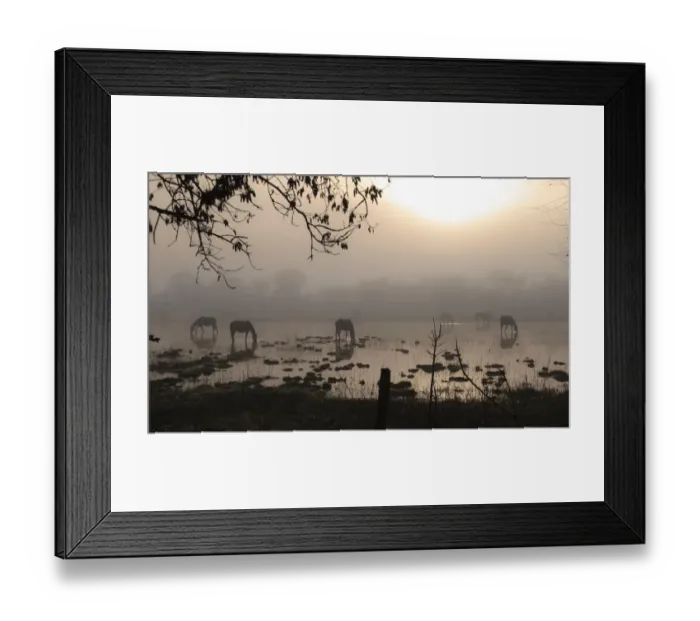 Framed Print : Horses at misty dawn Framed Print : Horses at misty dawn