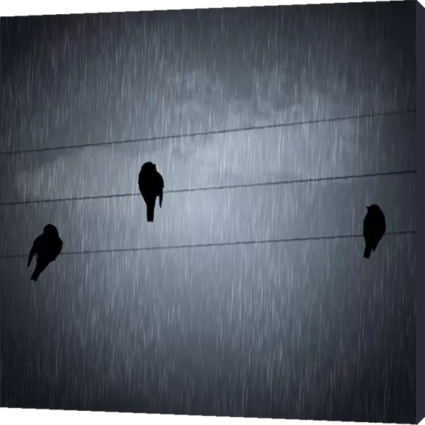 Birds in the rain
