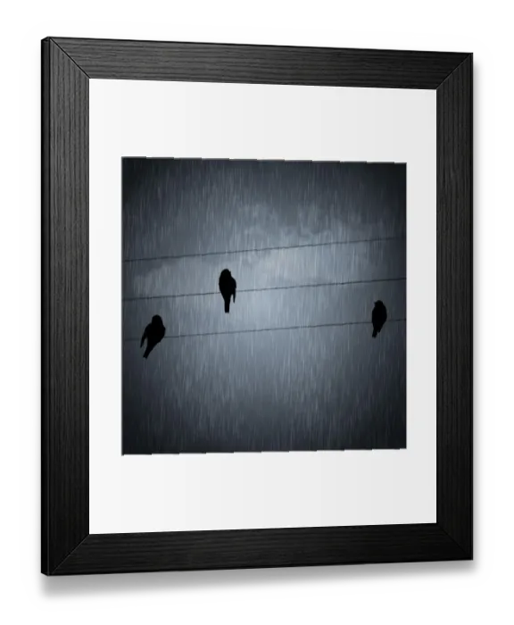 Framed Print : Birds in the rain Framed Print : Birds in the rain