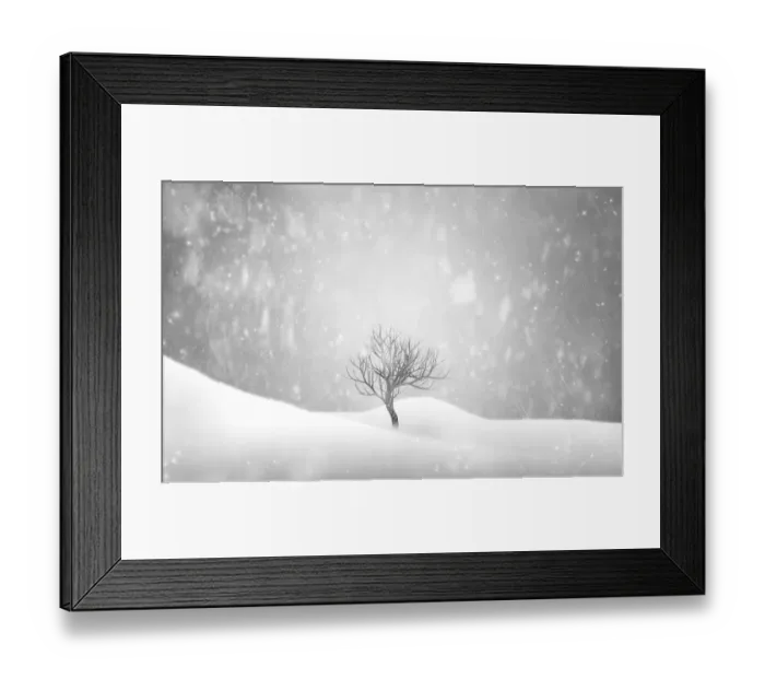 Framed Print : Winter snowing tree Framed Print : Winter snowing tree