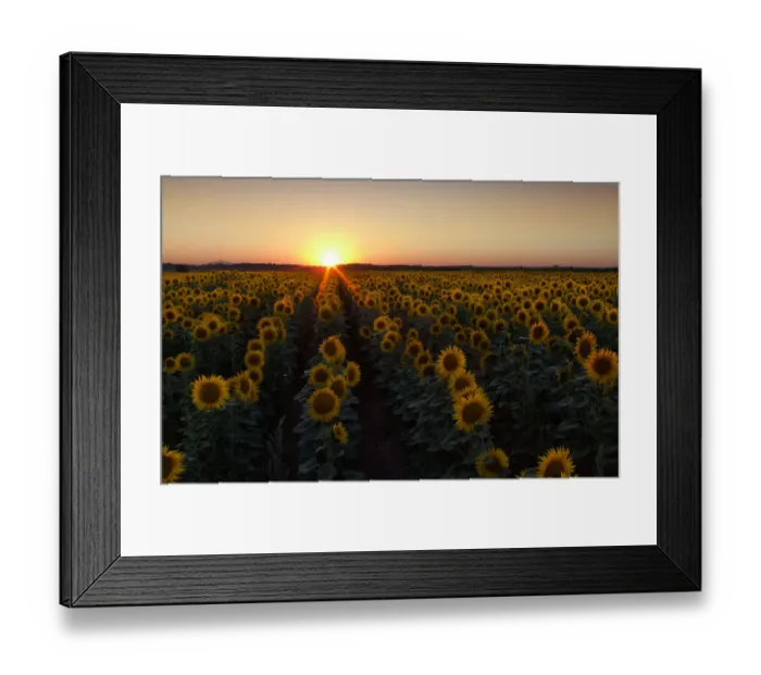 Framed Print : Sunflower field at sunset Framed Print : Sunflower field at sunset