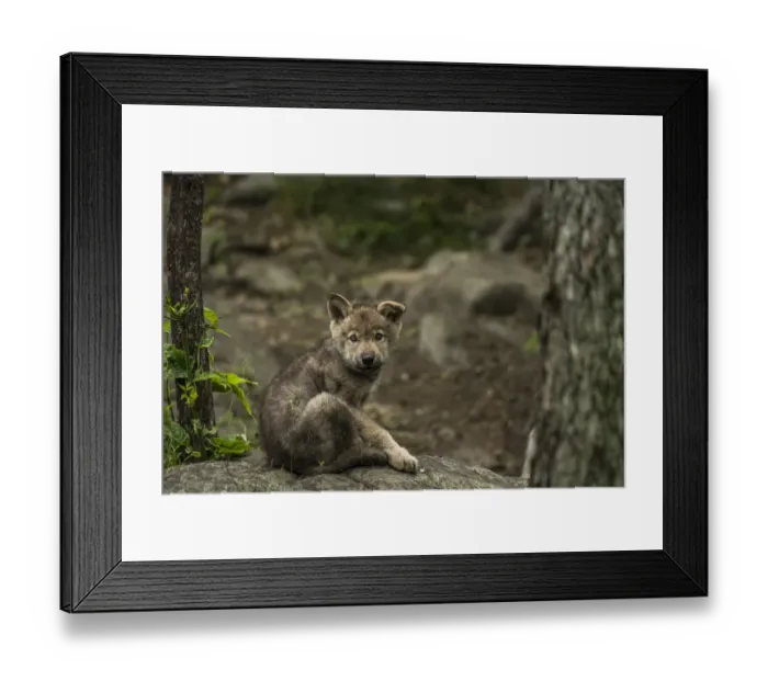 Framed Print : Gray Wolf Pup Framed Print : Gray Wolf Pup