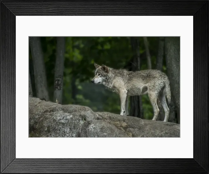 Framed Print : Gray Wolf On Rock Framed Print : Gray Wolf On Rock