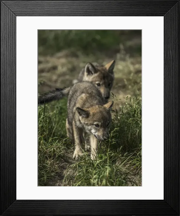 Framed Print : Timber Wolf Pups Framed Print : Timber Wolf Pups