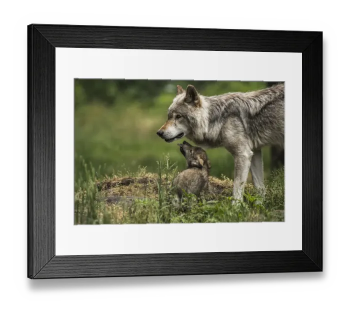 Framed Print : Gray Wolf Family Framed Print : Gray Wolf Family