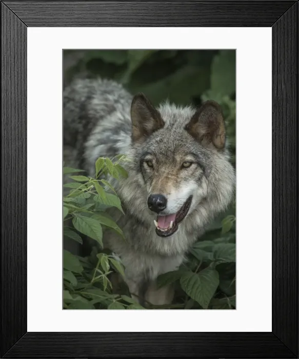 Framed Print : Gray Wolf Portrait Framed Print : Gray Wolf Portrait