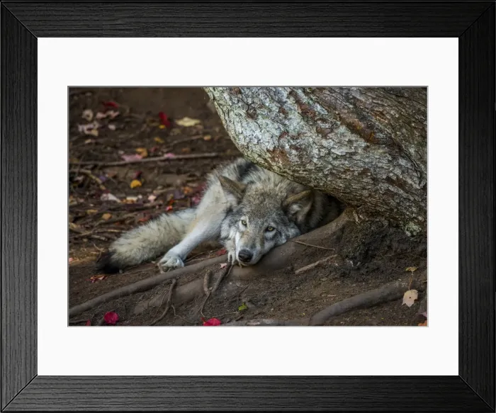 Framed Print : Lazy Days. A Gray Wolf resting during the summer head with its head in a tree root Framed Print : Lazy Days. A Gray Wolf resting during the summer head with its head in a tree root