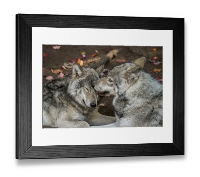 Framed Print : Gray Wolves Framed Print : Gray Wolves