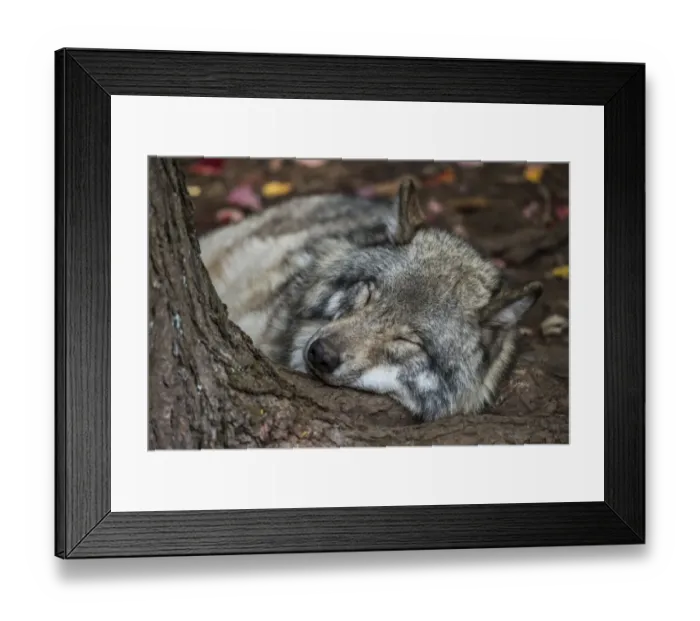 Framed Print : Nap Time. A Gray Wolf is taking a nap on the root of a tree Framed Print : Nap Time. A Gray Wolf is taking a nap on the root of a tree