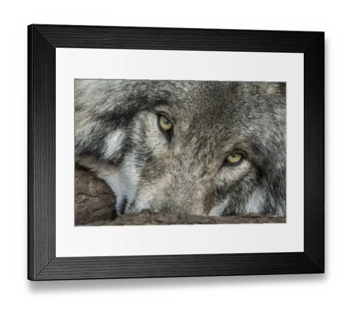 Framed Print : Looking At You Framed Print : Looking At You
