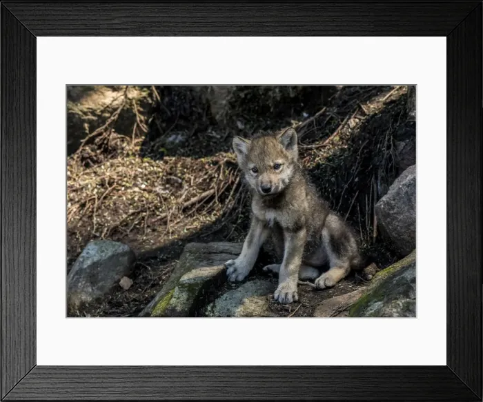 Framed Print : Gray Wolf pup Framed Print : Gray Wolf pup