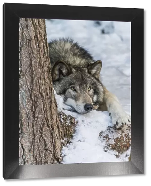 Gray Wolf Resting In The Snow