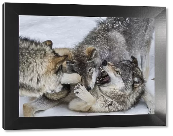 Gray Wolves Playing
