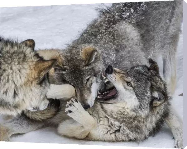 Gray Wolves Playing