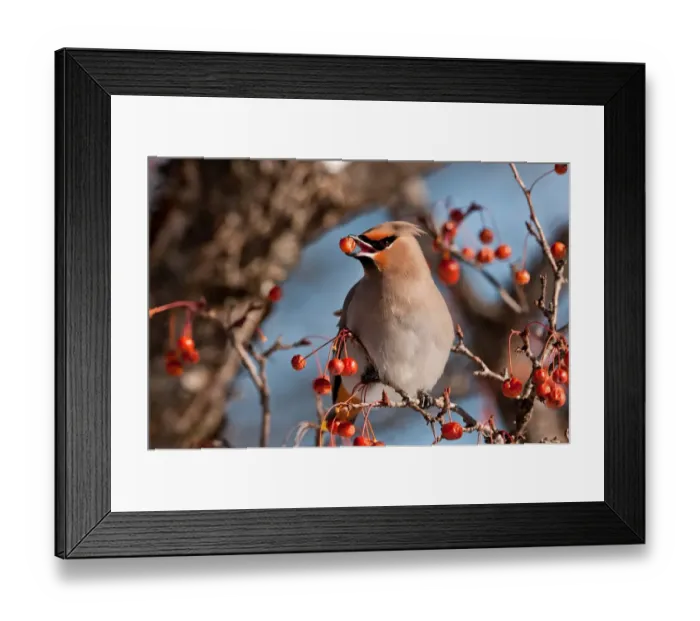Framed Print : Bohemian Waxwing Eating Berry Framed Print : Bohemian Waxwing Eating Berry