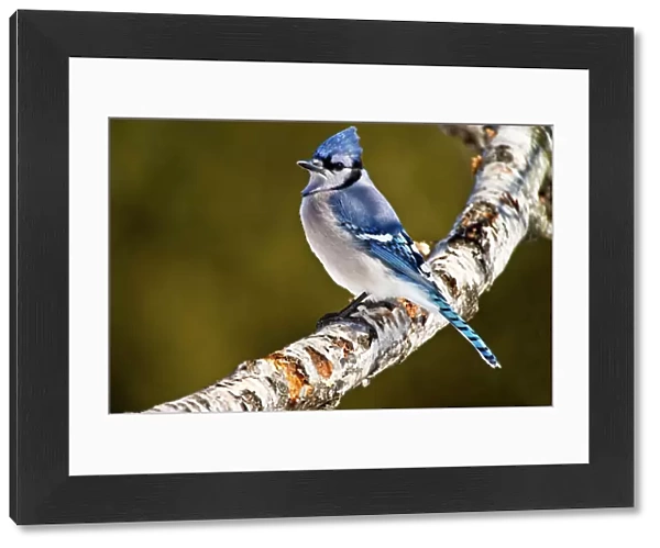 Blue Jay. A Blue Jay standing on a birch branch