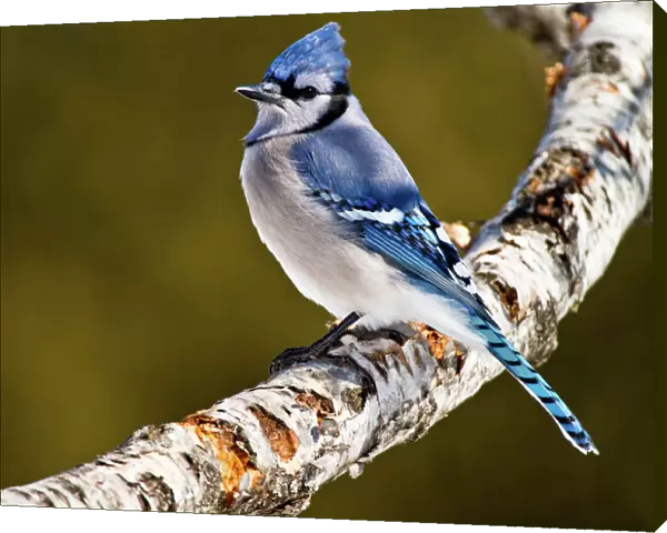 Blue Jay. A Blue Jay standing on a birch branch