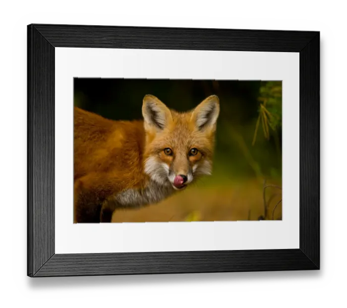 Framed Print : Red Fox. A Red Fox licking its nose Framed Print : Red Fox. A Red Fox licking its nose