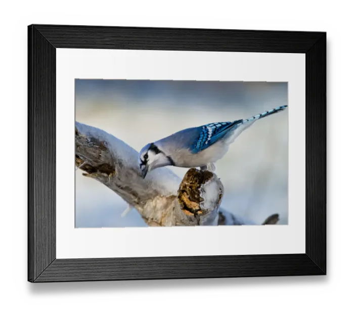 Framed Print : Blue Jay. A Blue Jay perched on a branch in the winter Framed Print : Blue Jay. A Blue Jay perched on a branch in the winter