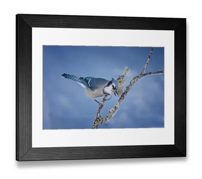 Framed Print : Blue Jay. A Blue Jay on a lichen covered branch. Blue background Framed Print : Blue Jay. A Blue Jay on a lichen covered branch. Blue background
