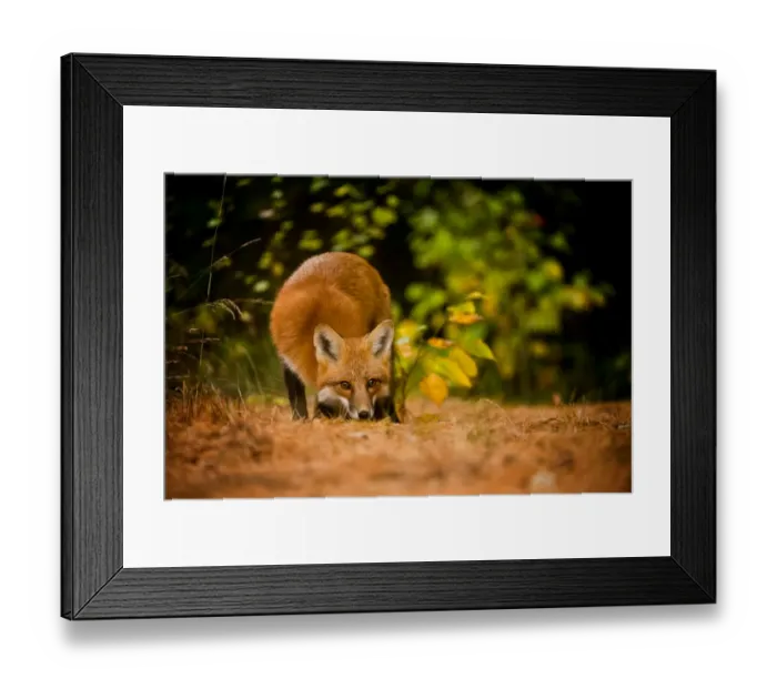 Framed Print : Red Fox. A Red Fox is sniffing the ground. Probably looking for a scent trail Framed Print : Red Fox. A Red Fox is sniffing the ground. Probably looking for a scent trail