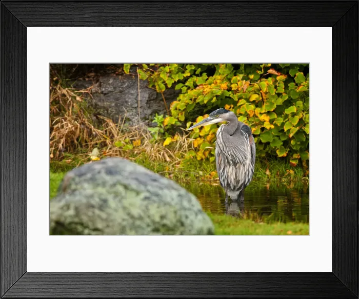 Framed Print : Great Blue Heron Framed Print : Great Blue Heron