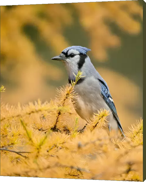 Blue Jay On Autumn Tamerack