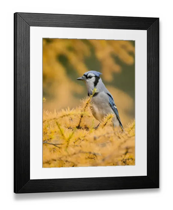 Framed Print : Blue Jay On Autumn Tamerack Framed Print : Blue Jay On Autumn Tamerack