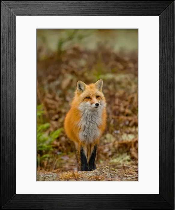 Framed Print : Red Fox. A Red Fox standing in the woods Framed Print : Red Fox. A Red Fox standing in the woods