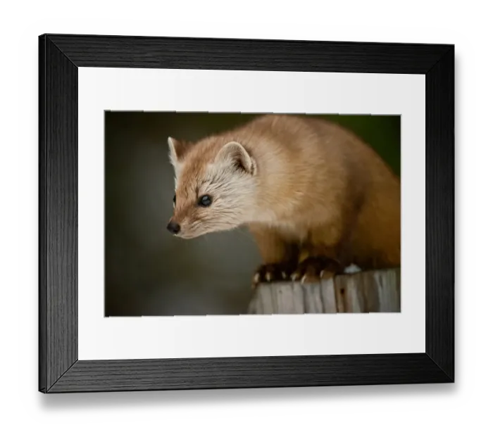 Framed Print : Pine Marten On Post Framed Print : Pine Marten On Post