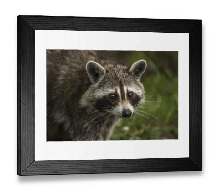 Framed Print : Raccoon. A closeup photograph of a raccoon Framed Print : Raccoon. A closeup photograph of a raccoon