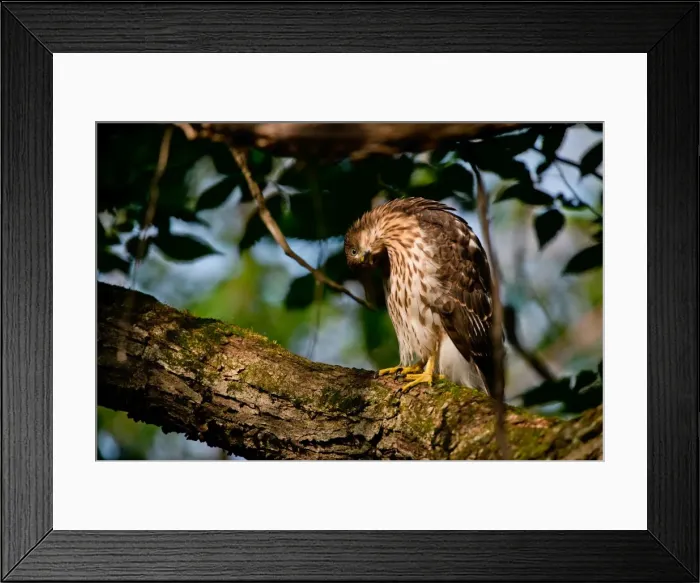 Framed Print : Coopers Hawk Framed Print : Coopers Hawk