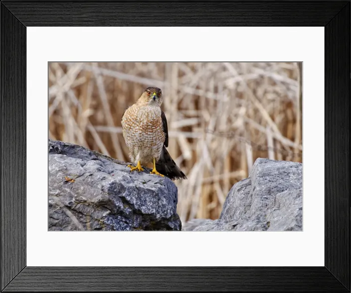 Framed Print : Coopers Hawk On Rock Framed Print : Coopers Hawk On Rock
