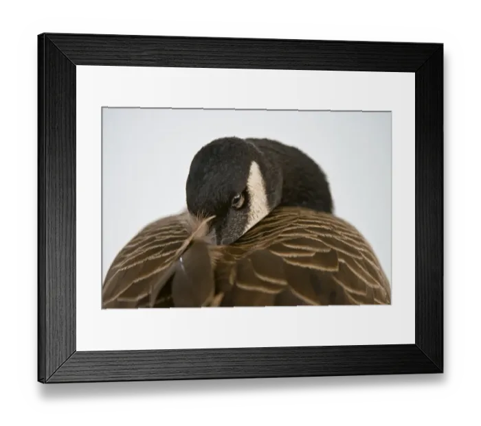Framed Print : Resting Canada Goose Framed Print : Resting Canada Goose