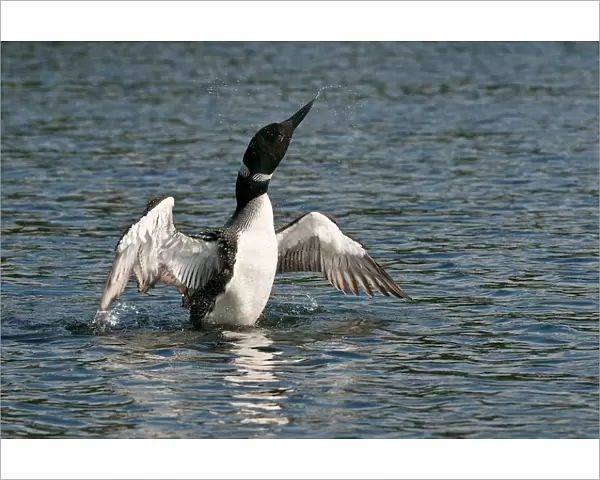 Loon With Wings Outstretched