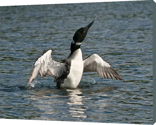 Loon With Wings Outstretched