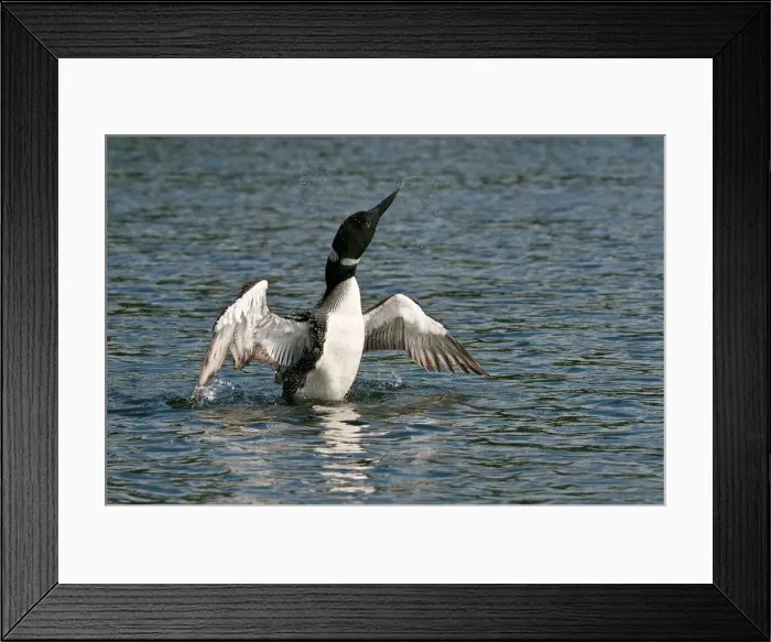 Framed Print : Loon With Wings Outstretched