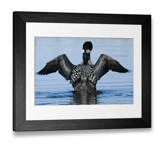 Framed Print : Wing Stretch Framed Print : Wing Stretch