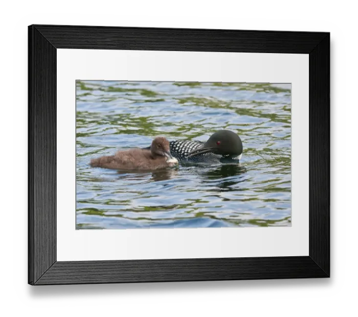 Framed Print : Loon With Chick Framed Print : Loon With Chick