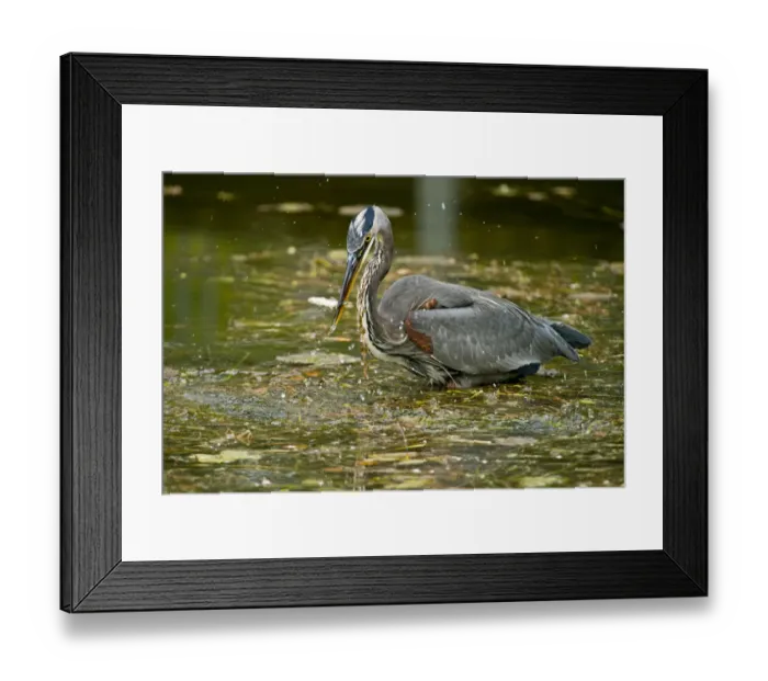 Framed Print : Blue Heron Framed Print : Blue Heron