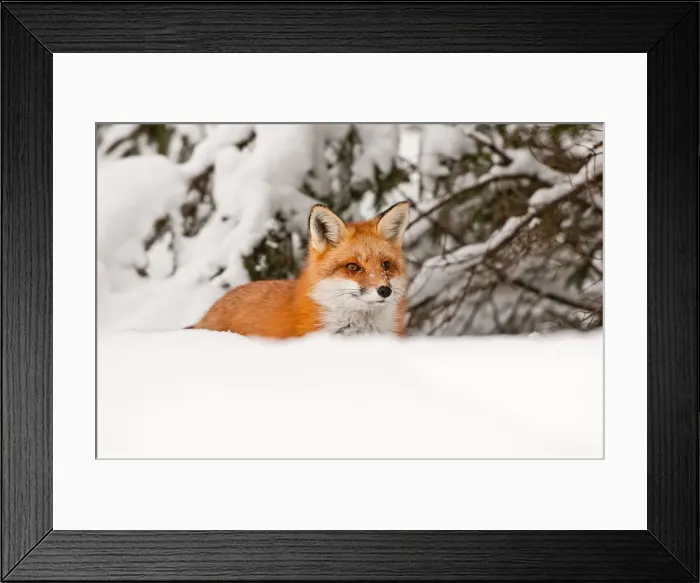 Framed Print : Red Fox In Snow Framed Print : Red Fox In Snow