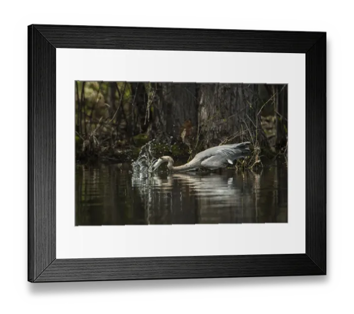 Framed Print : Blue Heron Fishing Framed Print : Blue Heron Fishing